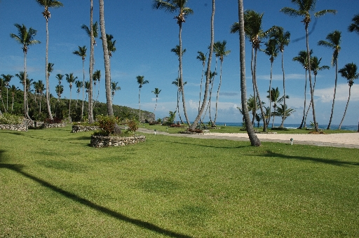 So many coconut palms 